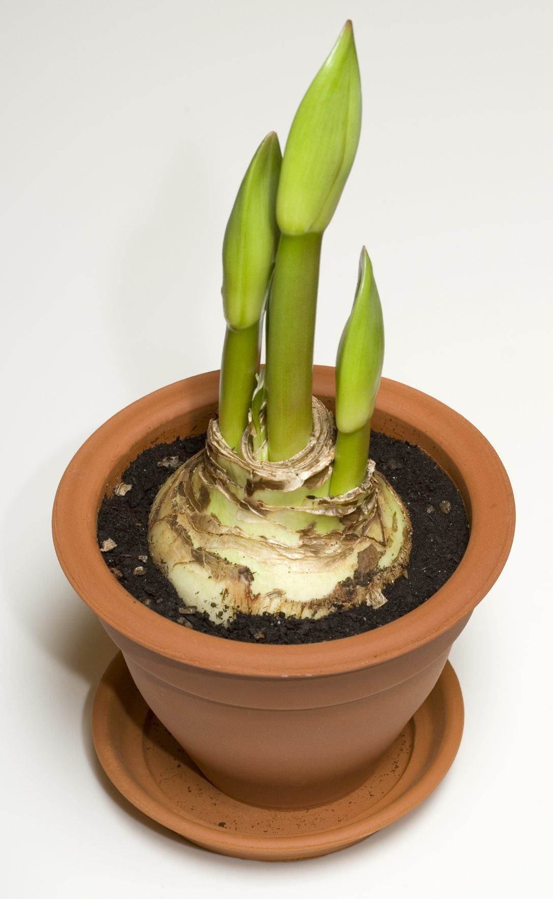 Amaryllis Bulb Planted in Soil