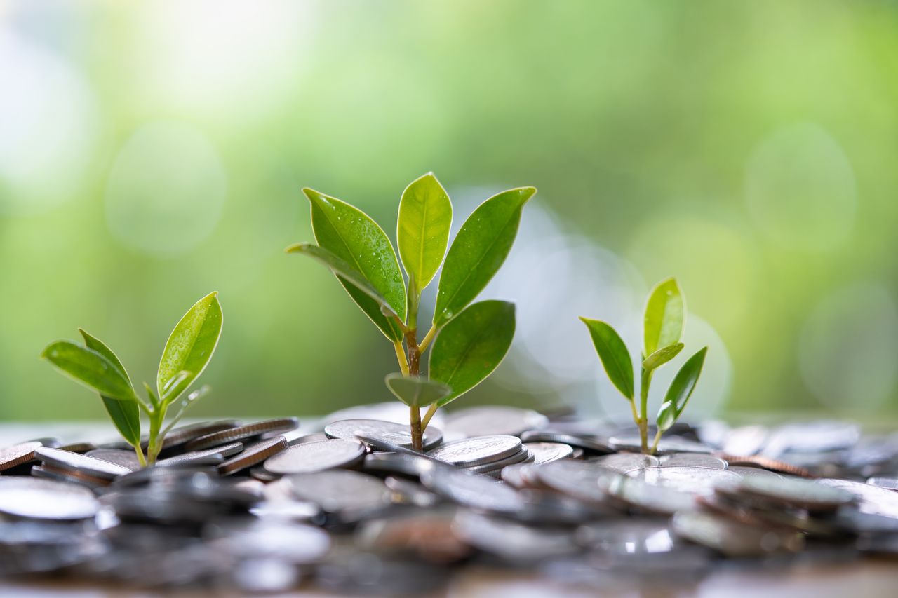 Coin and tree, financial growth concept, collecting money