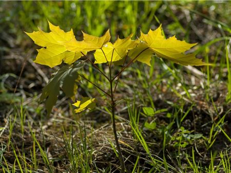 A maple seedling sprouting in a lawn