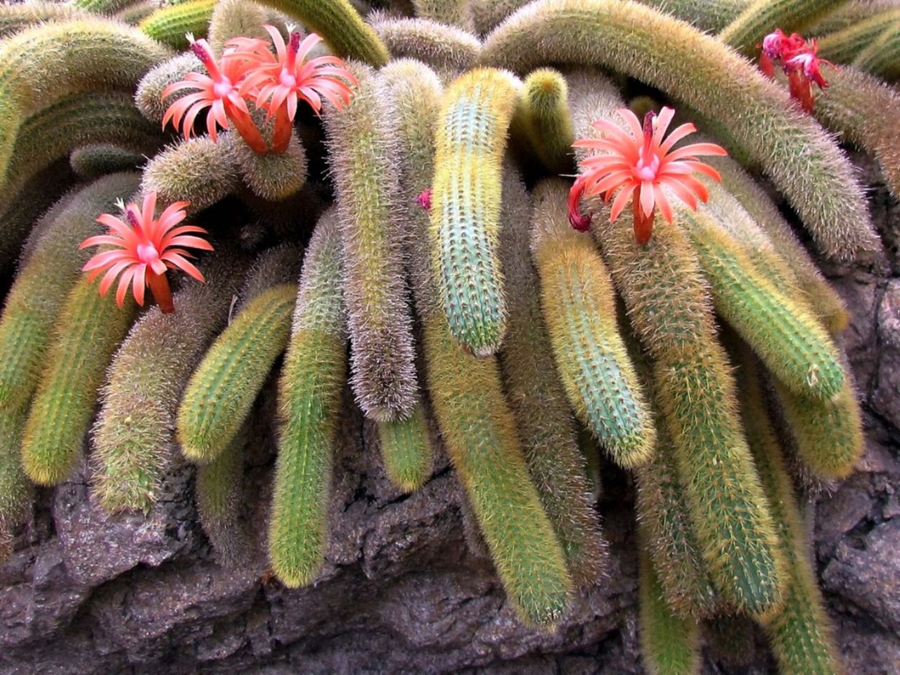 Red Flowers On A Tarantula Cactus