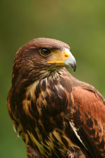Close Up Of A Brown Hawk