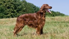 Irish Setter in a field