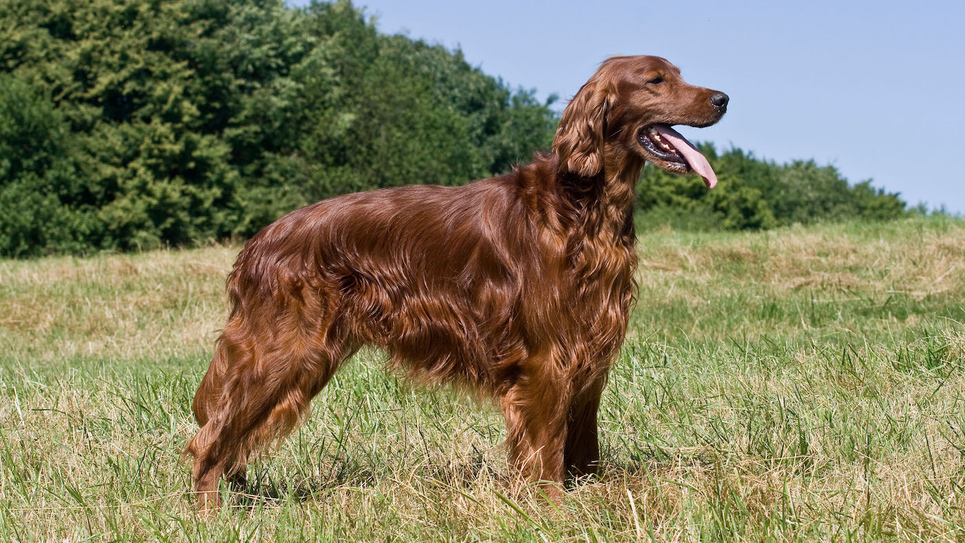 Irish Setter in a field