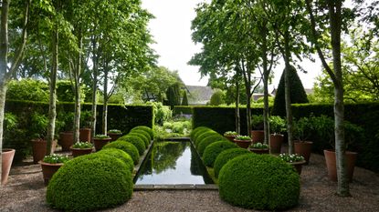 evergreen shrubs and topiary used for landscaping with evergreens at wollerton old hall