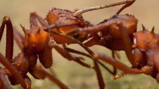 Two leafcutter ants transfer food, Guadeloupe National Park, Guadeloupe.