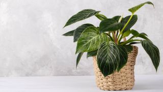 Birkin philodendron house plant in a wicker basket