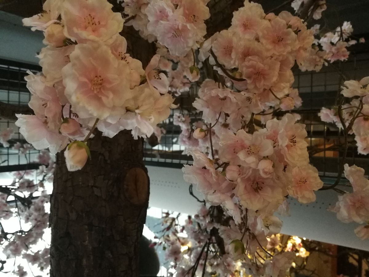 Here's the first interior shot from the Huawei Mate 9 &ndash; it's struggling to focus on the flowers