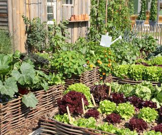 Raised bed garden with wicker beds and bountiful vegetables