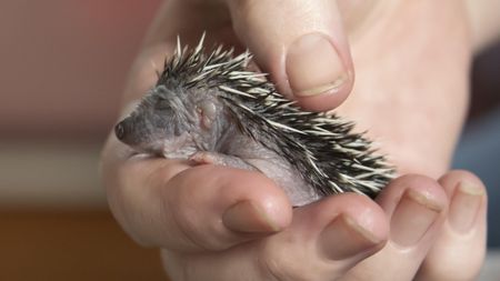 baby hedgehog