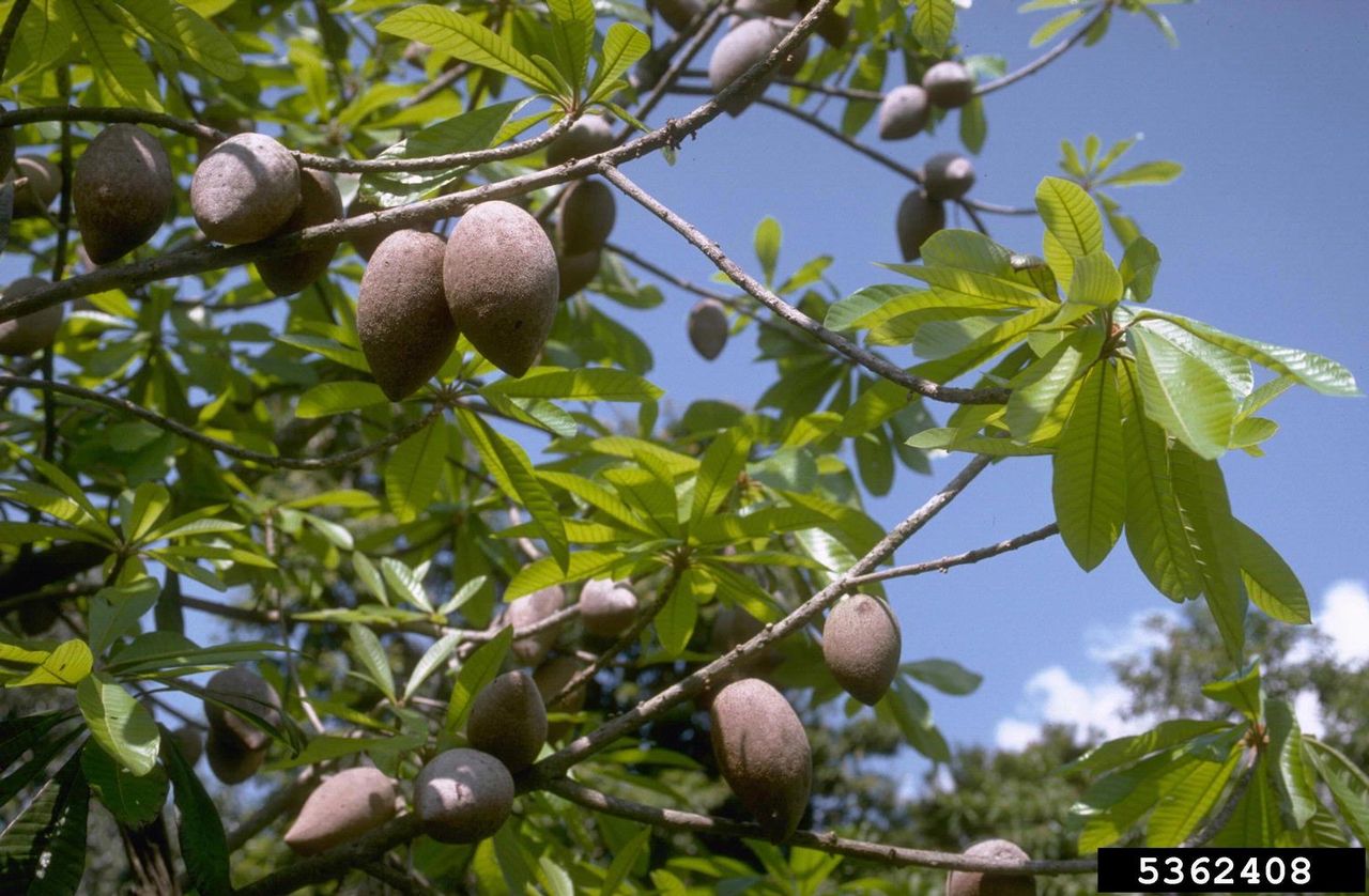 Mamey Tree