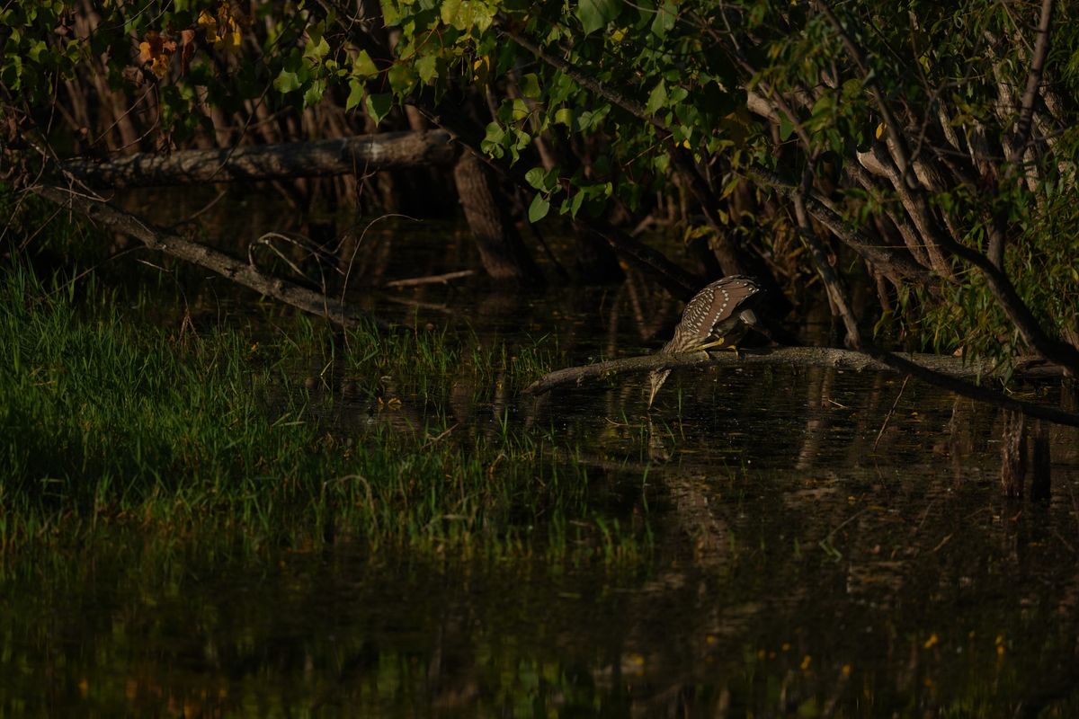 Image sample from the Sony FE 600mm f/6.3 GM OSS