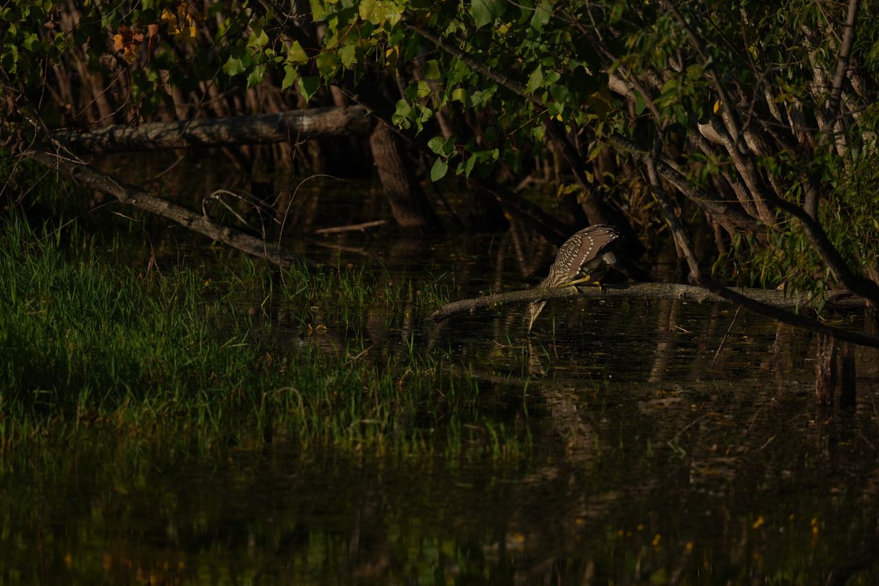 Image sample from the Sony FE 600mm f/6.3 GM OSS