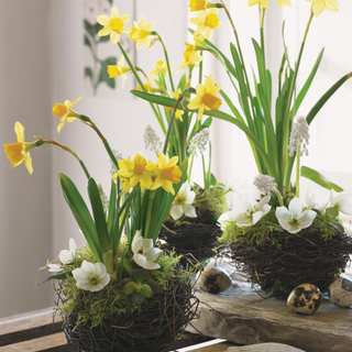 Mini Nests, three small twig baskets planted with daffodils and anemones on a bench with brown eggs beside them.