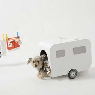 doggy campervan and white background