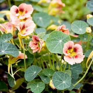 Nasturtium 'Ladybird Rose' pink and red flowers