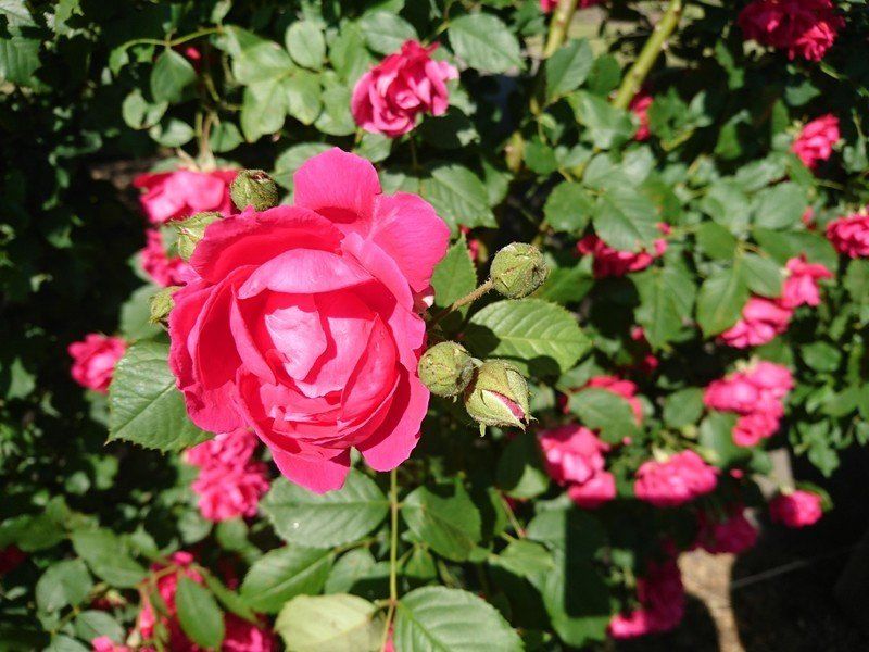 Xperia X Performance sample