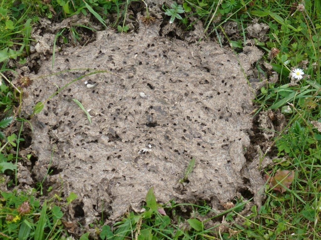 By digging around in their food, dung beetles like Aphodius pedellus may aerate cow pats -- and thereby reduce methane emissions.