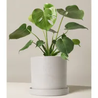 24. The Sill Monstera Deliciosa
