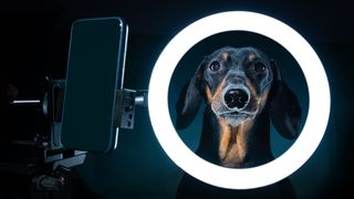 Dog putting his head through one of the best ring lights
