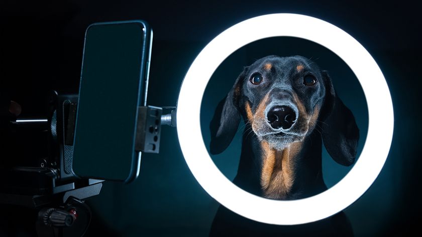 Dog putting his head through one of the best ring lights