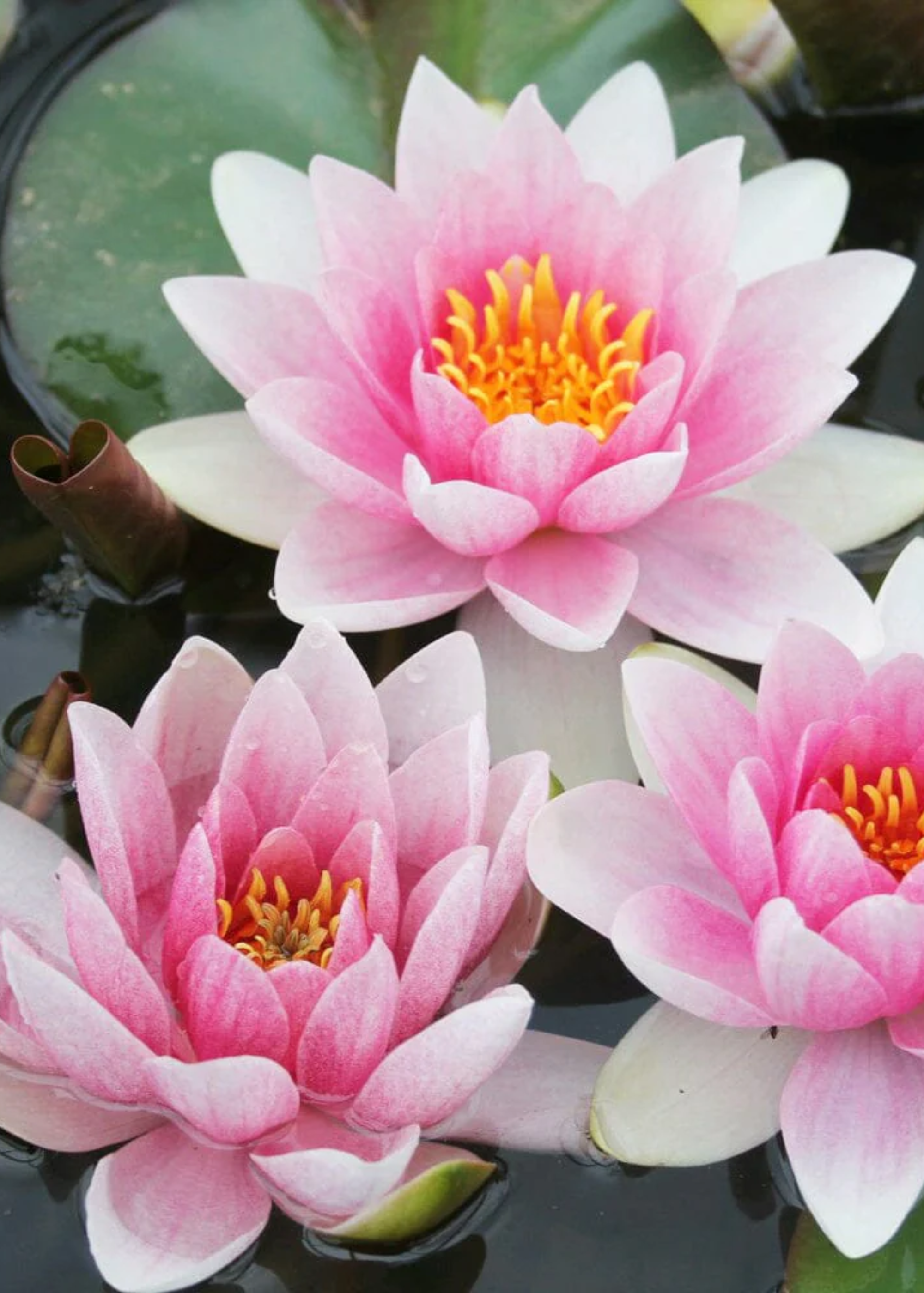 Three pink and white water lily plants in a pond