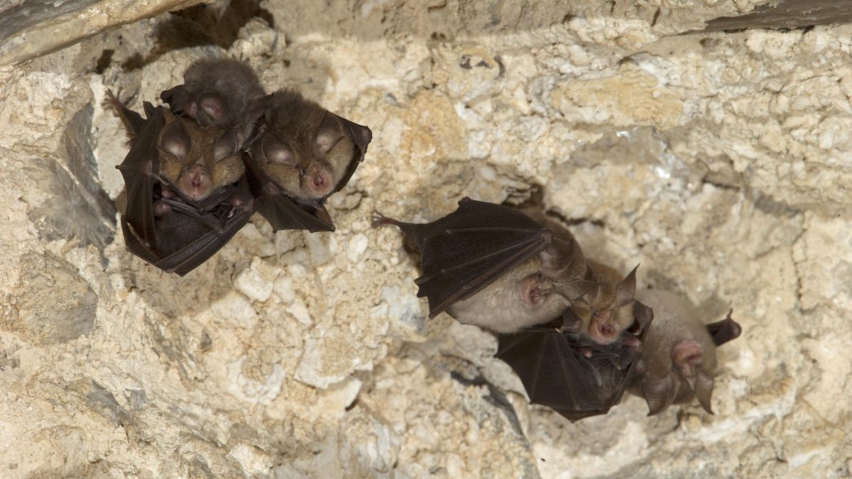 Lesser horseshoe bat (Rhinolophus hipposideros), several females in maternity roost with young, extremely endangered species, Thuringia, Germany.