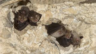 Lesser horseshoe bat (Rhinolophus hipposideros), several females in maternity roost with young, extremely endangered species, Thuringia, Germany.