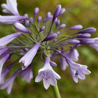 Agapanthus 'Liam's Lilac' from Waitrose Garden