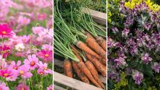 composite of cosmos, carrots and hebe shrub in gardens