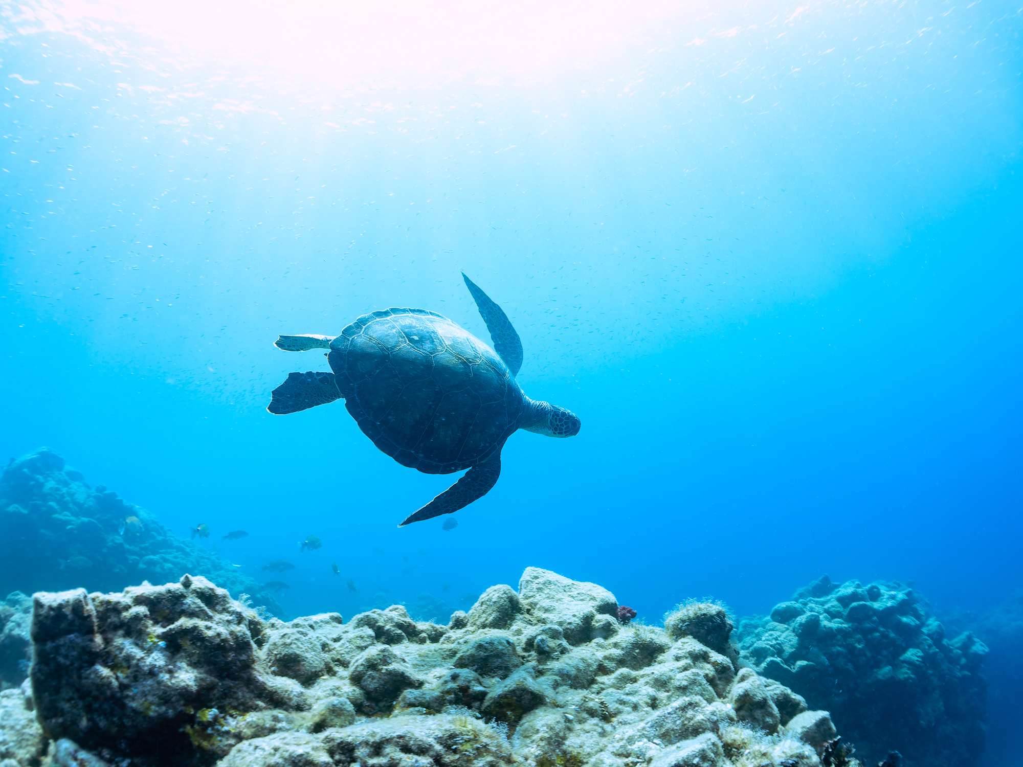 A nice turtle swimming in the sea