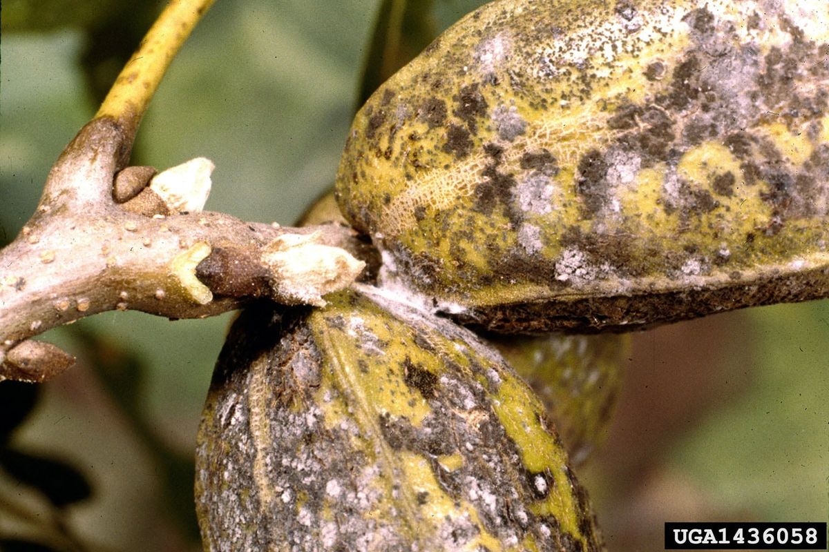 Treating Pecan Pink Mold Learn About Pecans With Pink Mold