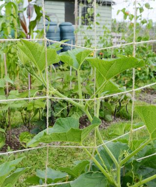 Vegetables growing against netted trellis