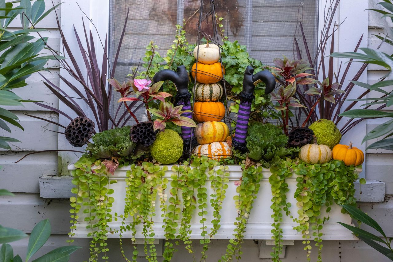 witch in a window box