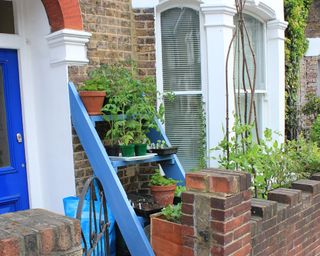 Vegetables growing in a front garden on a ladder