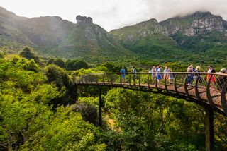 Tree Canopy Walkway, Kirstenbosch National Botanical Garden, Cape Town, South Africa, with Table Mountain in background.