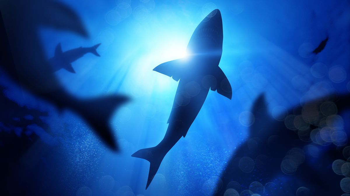 Great white sharks may have driven megalodon to extinction