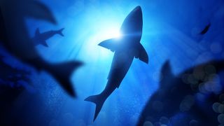 Great white sharks coexisted alongside megalodon before rising to take the bigger shark's place at the top of the ocean food chain. 
