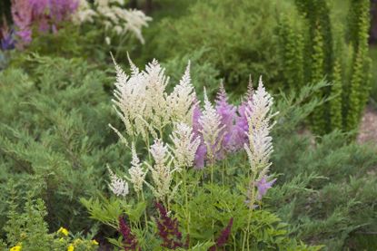 Colorful Shade Plants In The Garden