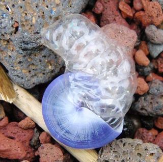 Violet bubble-rafting snail washed up on beach.