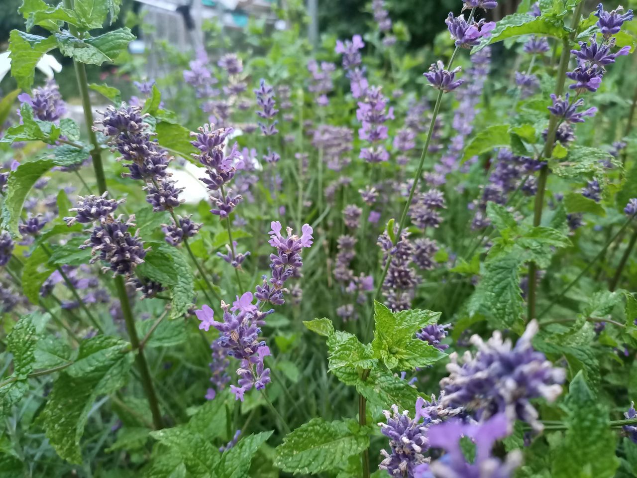 The different greens and purples really stand out