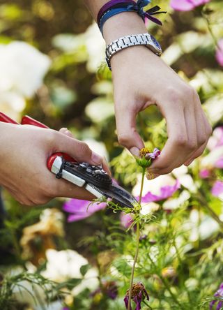 Plant pruning