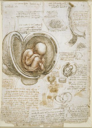 Fetus in utero by Leonardo da Vinci.