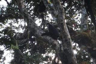 Snub-nosed monkeys in China.