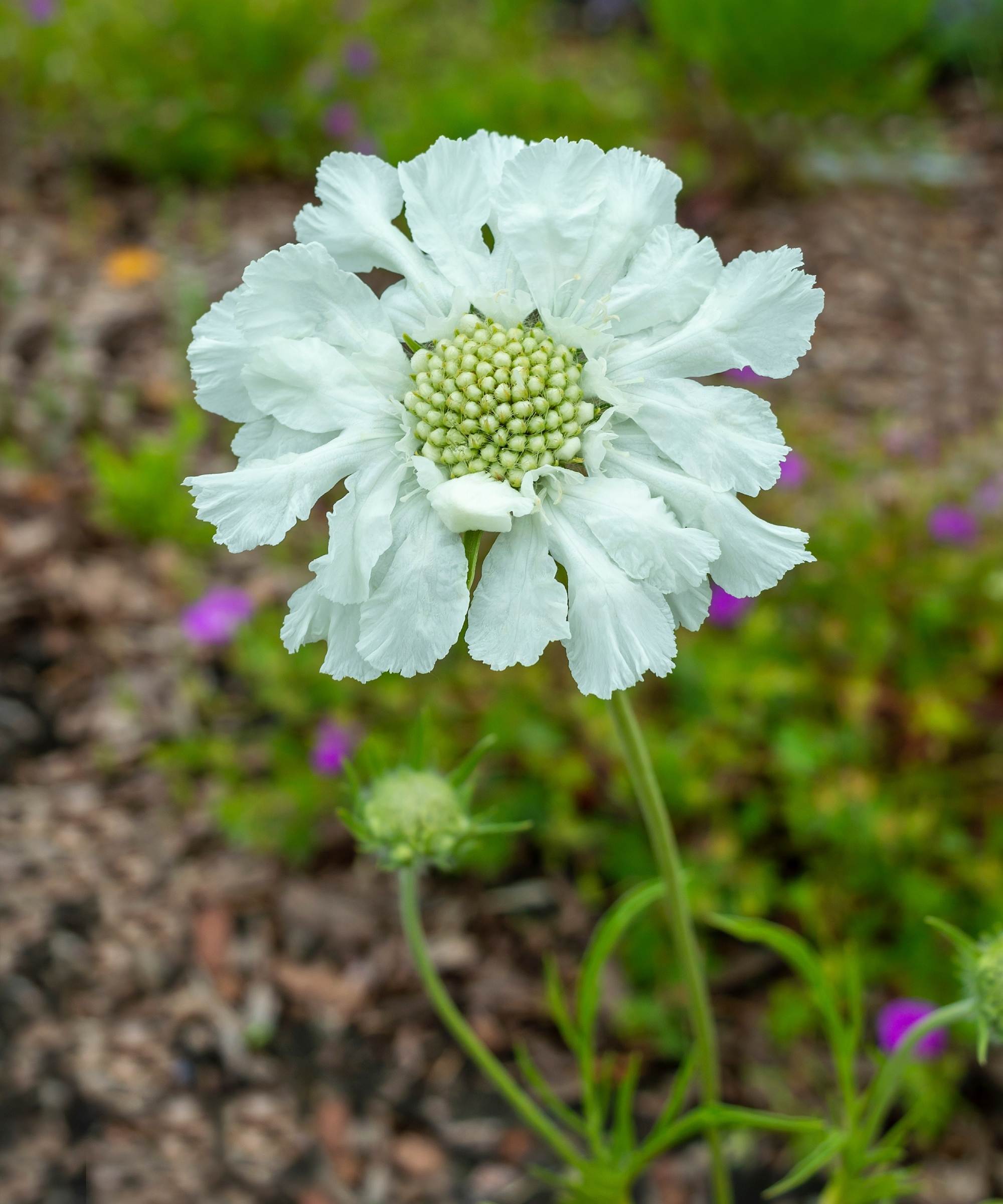 Beautiful blooming white bud or inflorescence of perennial ornamental plant Scabiosa caucasica Fama White
