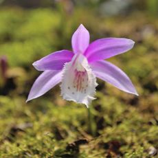 Pleione \00d7 barbarae orchid