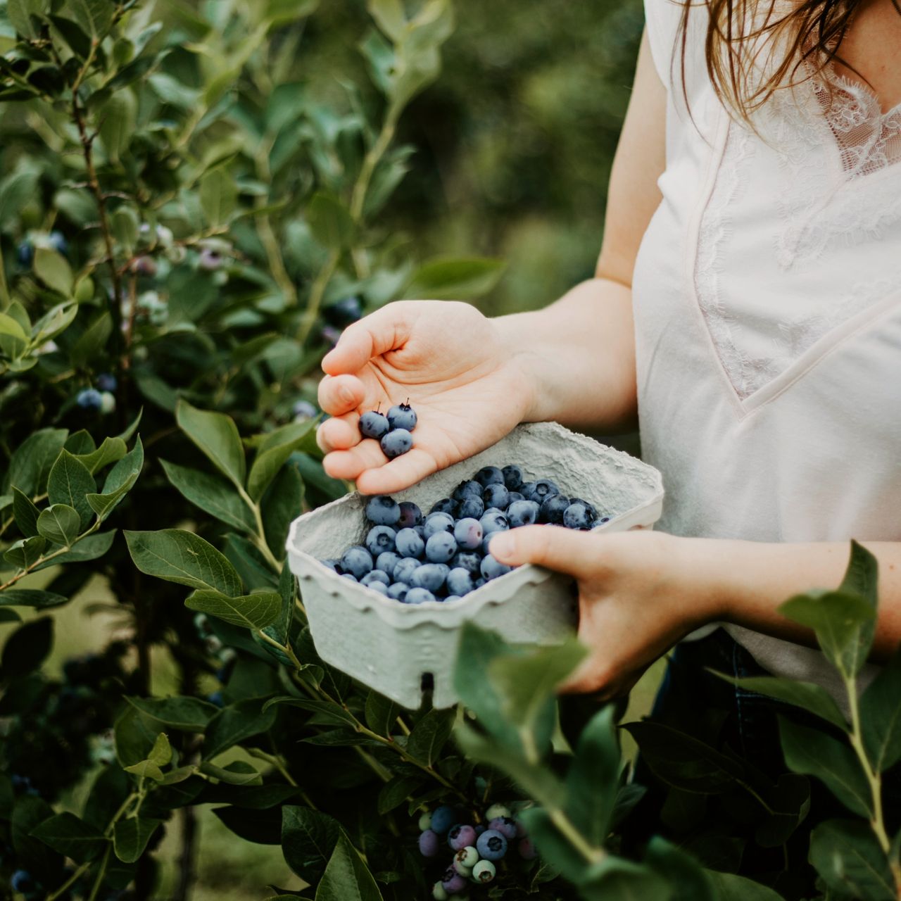 Woman picking blueberries