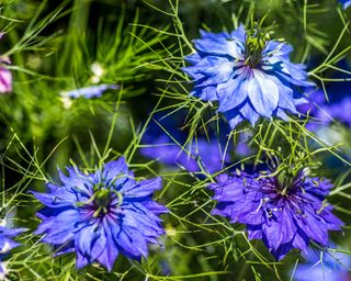 dark blue Nigella flowers