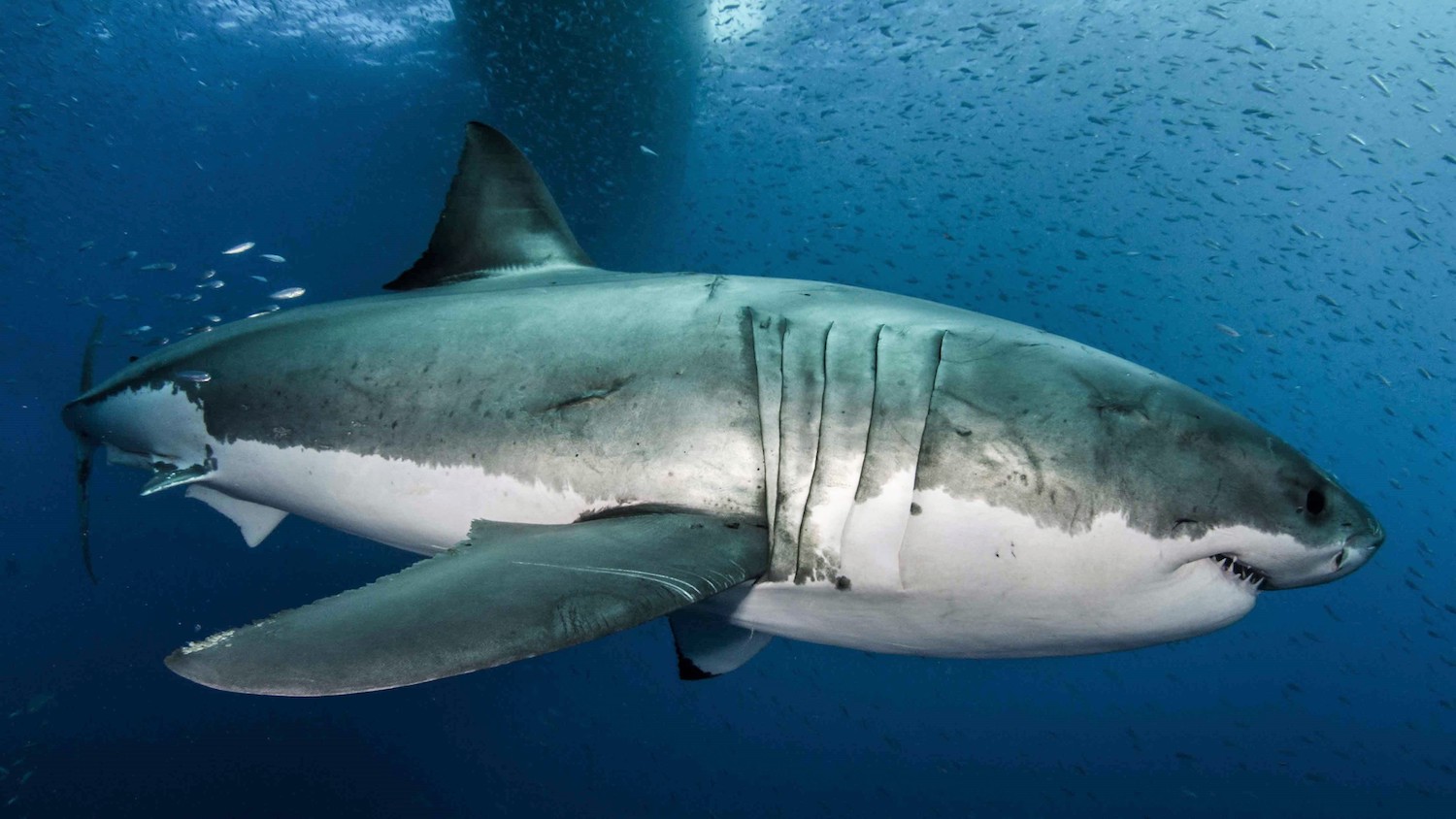 Great white sharks have almost no interest in eating…
