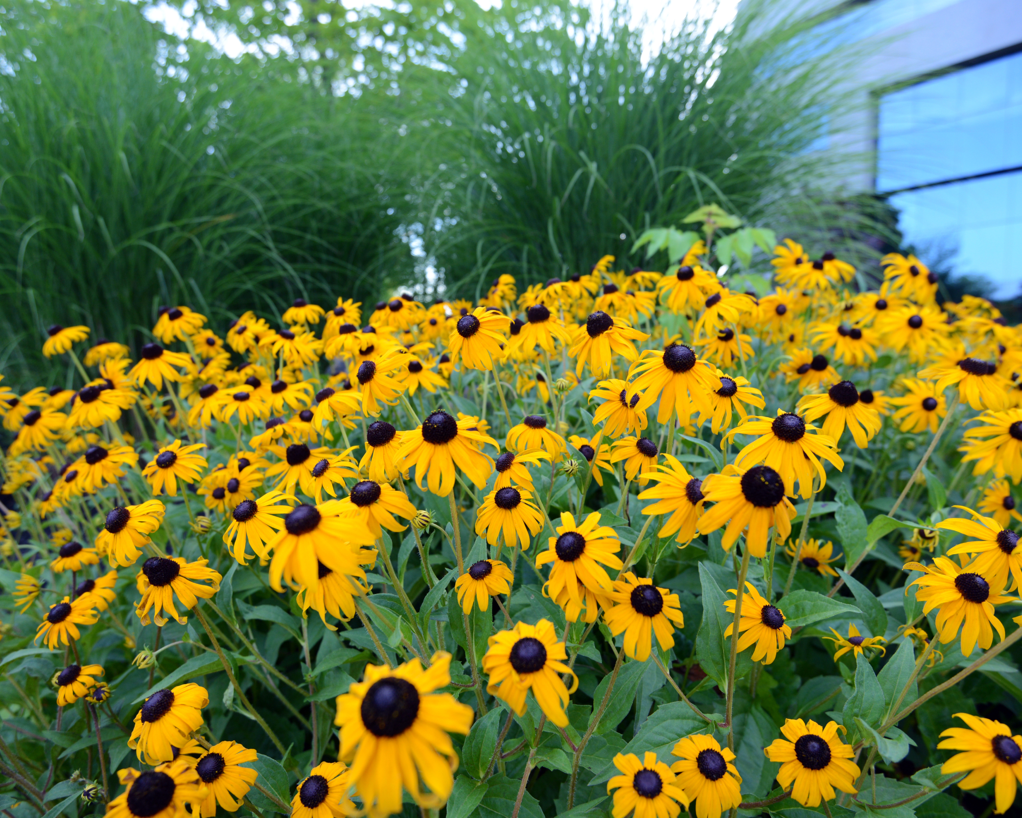 A planter of Black-Eyed Susans outside a commercial office building.