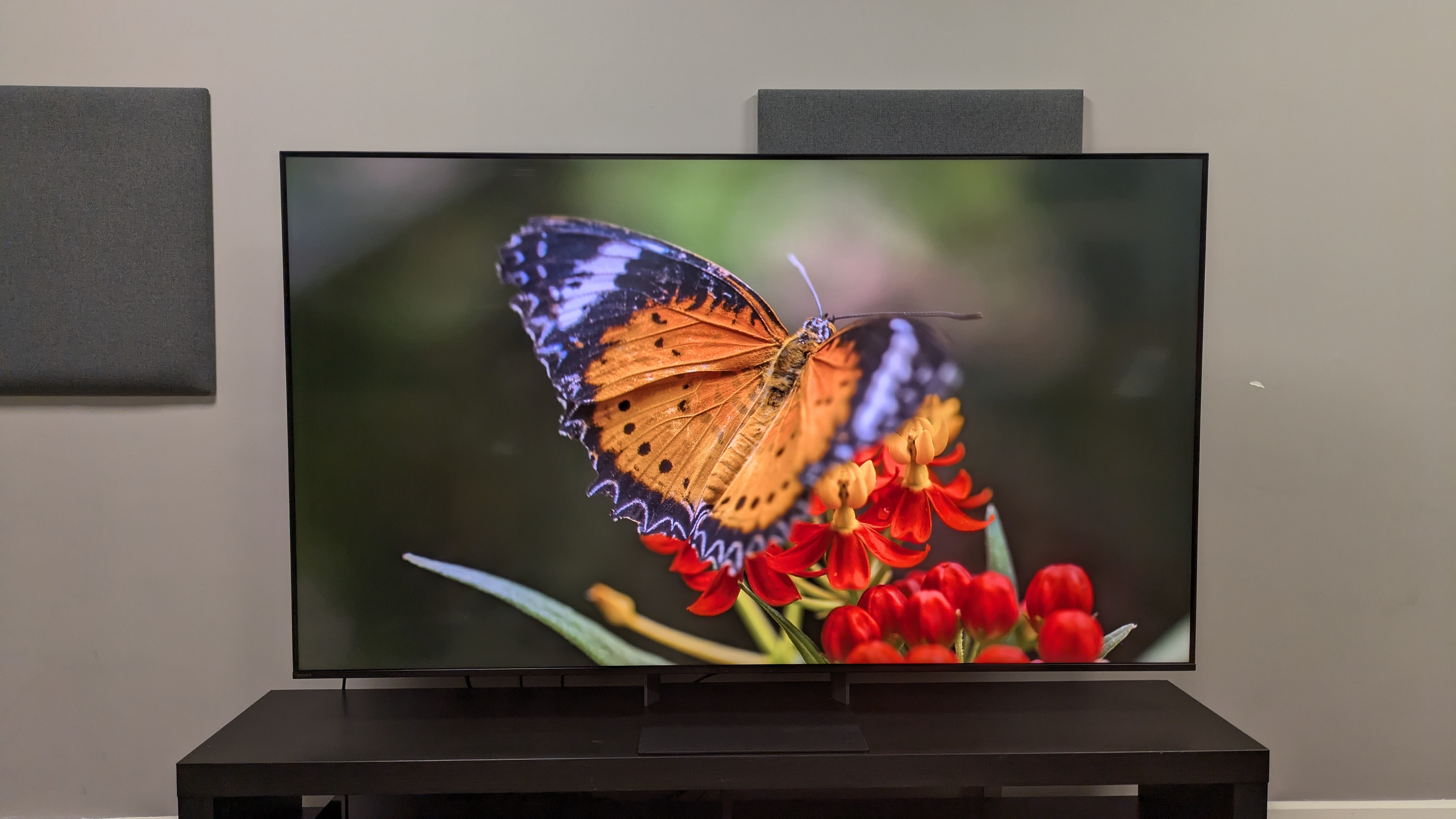 Sony Bravia 7 II with a shot of an orange butterfly on screen